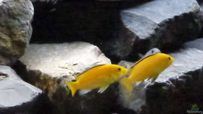 Labidochromis yellow von Tobias.Neher (67)