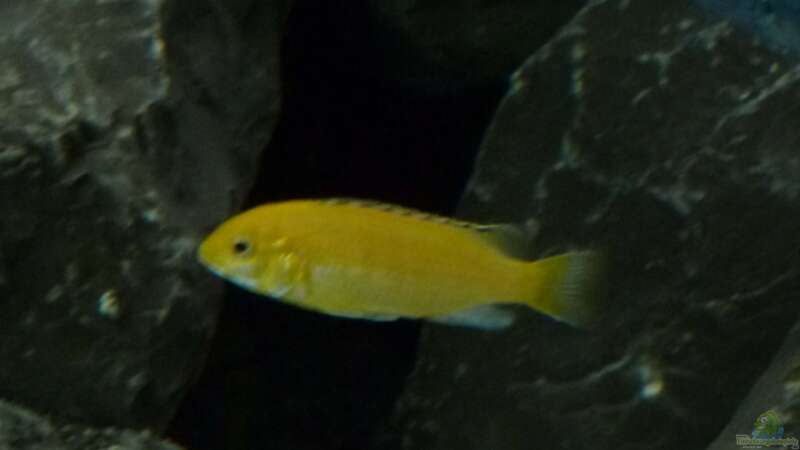 Labidochromis yellow von Tobias.Neher (68)