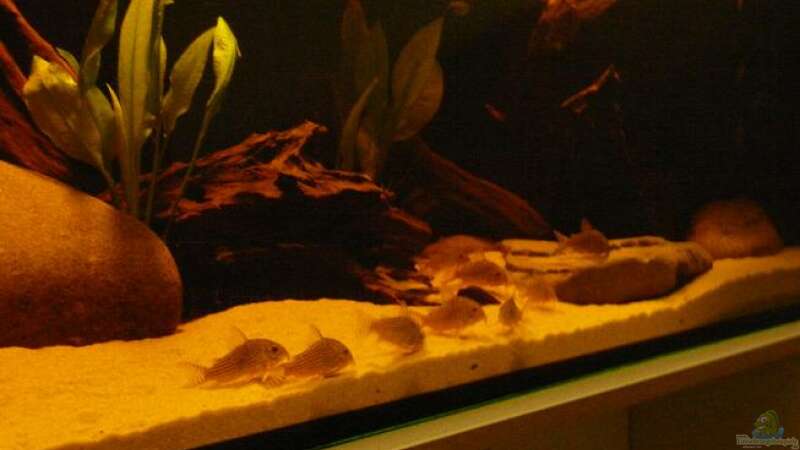 Besatz im Aquarium Brasilien Amazonas (aufgelöst) von Zigermandli (20)