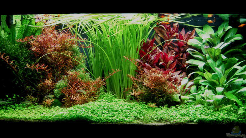 Aquarium Hauptansicht von Pflanzenbecken von Plankton (1)