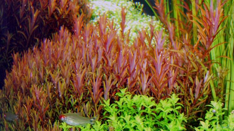 Aquarium Pflanzenbecken von Plankton (5)