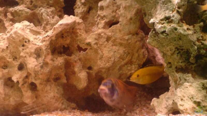 Besatz im Aquarium Malawi MBunas von Nano-FAN (6)