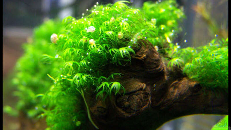 Pflanzen im Aquarium NC10-01 von Tamura (5)