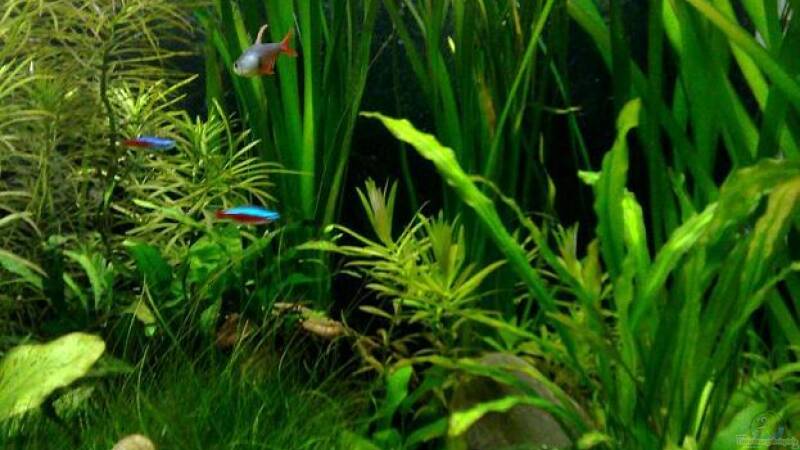 Vallisneria eine altbekannte Pflanzenart 