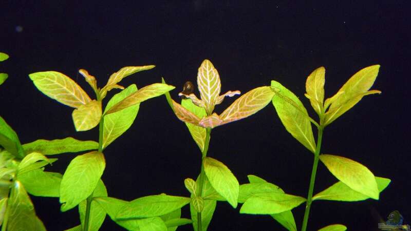 Hygrophila polysperma (Indischer Wasserfreund Rosa) von Rob86 (14)