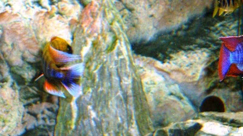 Besatz im Aquarium Becken 13967 von MalawiEder (31)