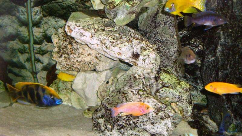 Dekoration im Aquarium Becken 13967 von MalawiEder (11)