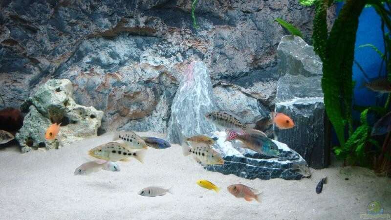 Dekoration im Aquarium Becken 13967 von MalawiEder (7)