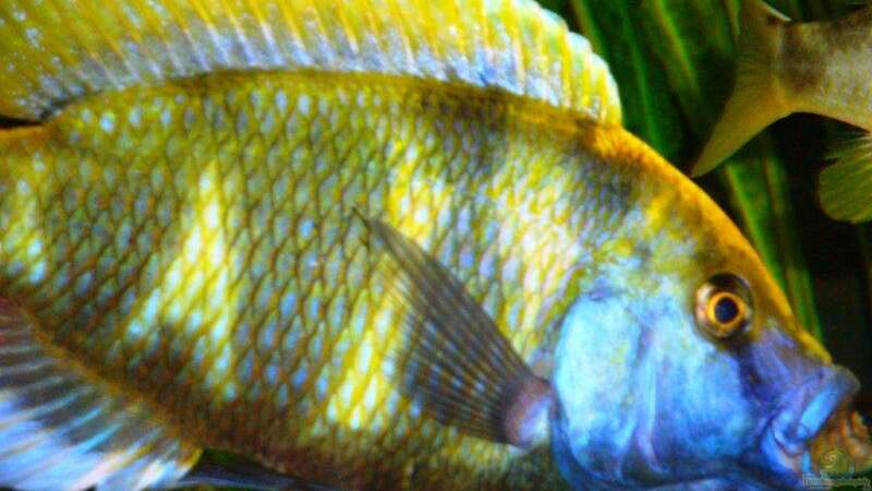 Der Fisch ist nicht im Maul des Venustus - der schwimmt im Hintergrund! Schnappschuß! von MalawiEder (35)