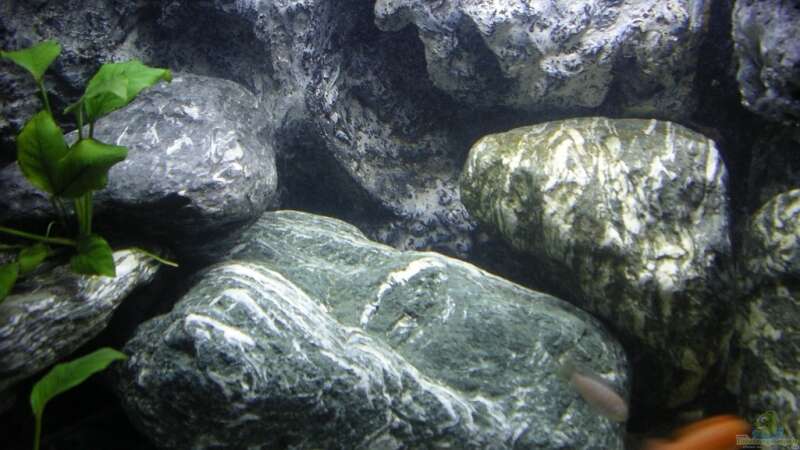 Dekoration im Aquarium Verdi Point von magunga rock (7)
