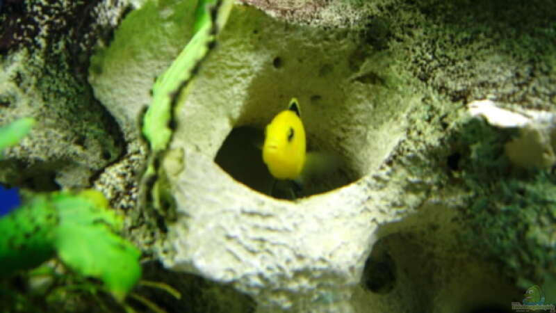 Labidochromis yellow von chrismalawifan (25)