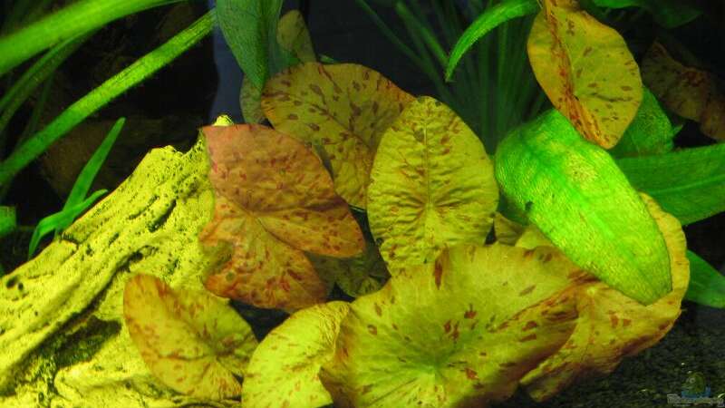 Pflanzen im Aquarium Becken 1399 von Rita Abe (6)