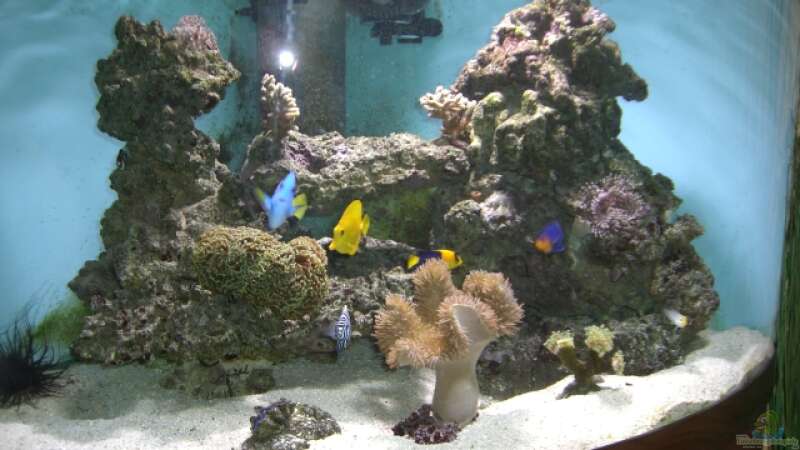 Aquarium Juwel Trigon von Nelson Mira (2)
