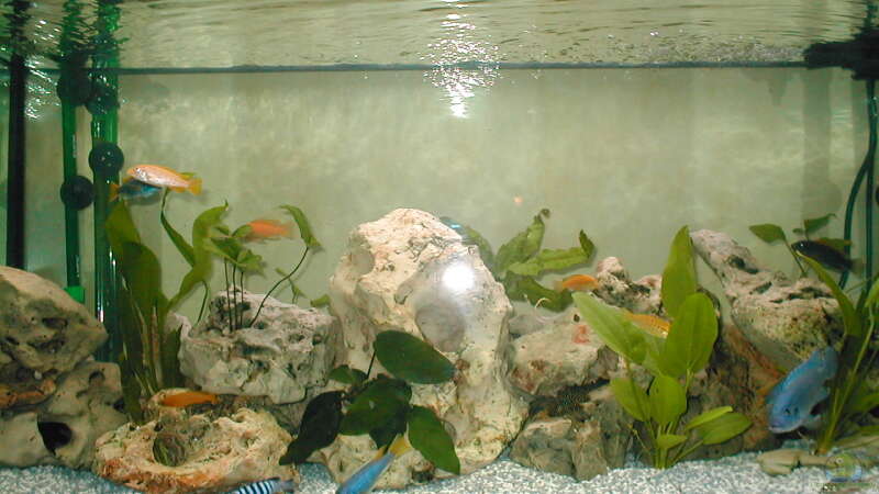 Aquarium Hauptansicht von Becken 14