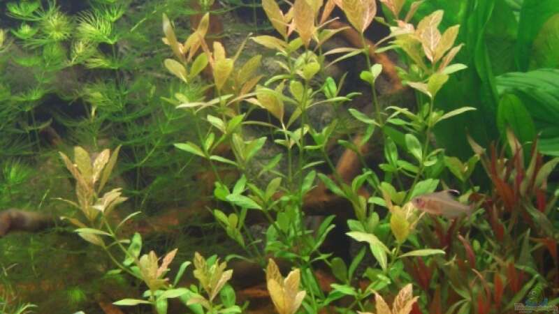 Pflanzen im Aquarium Becken 1 von Zork-Nemesis (13)
