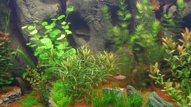 Pflanzen im Aquarium Becken 1 von Zork-Nemesis (14)