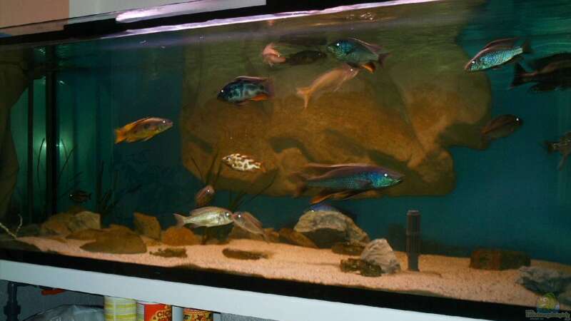 Aquarium Becken 14013 von Ronny Laumer (2)