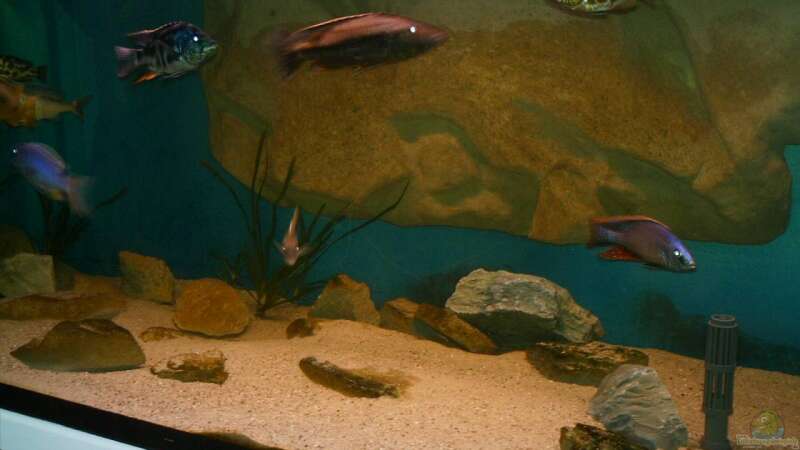 Aquarium Becken 14013 von Ronny Laumer (5)