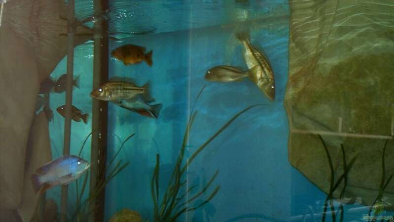 Besatz im Aquarium Becken 14013 von Ronny Laumer (23)