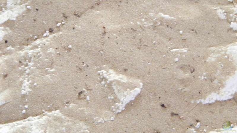Rotmeer-Sand der noch aufgetragen wird von Falk (17)