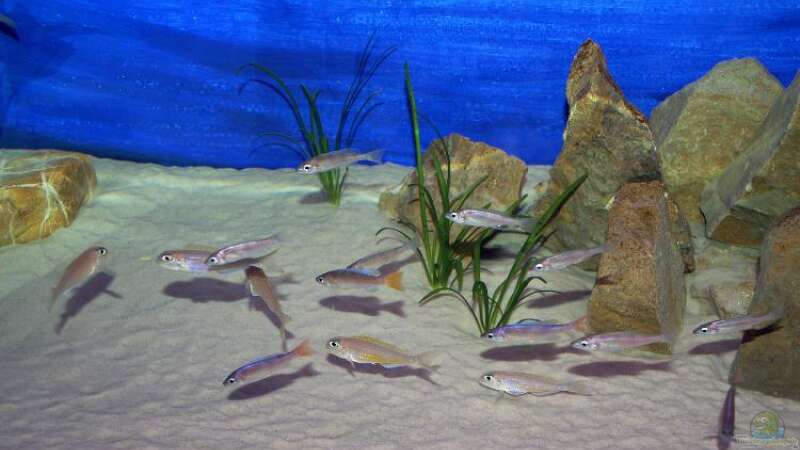 Ansicht mit Cyprichromis und Flavipinnis von Rainer König (3)