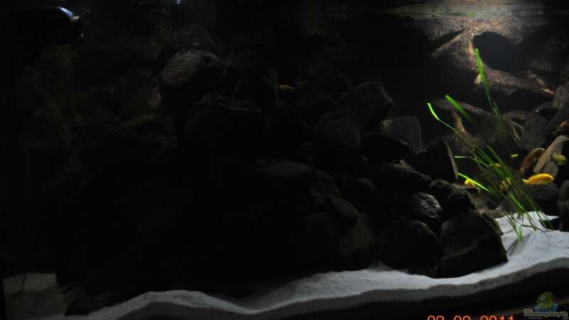 Aquarium Nijassabiotop von **Malawi-Fan** (3)