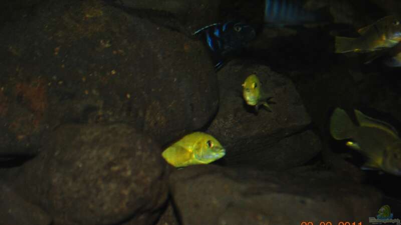 Besatz im Aquarium Nijassabiotop von **Malawi-Fan** (28)