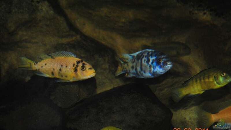 Besatz im Aquarium Nijassabiotop von **Malawi-Fan** (29)