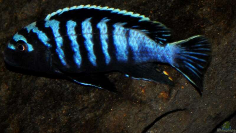 Besatz im Aquarium Nijassabiotop von **Malawi-Fan** (37)