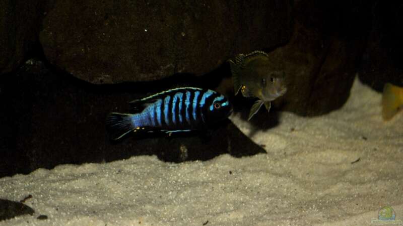Besatz im Aquarium Nijassabiotop von **Malawi-Fan** (42)