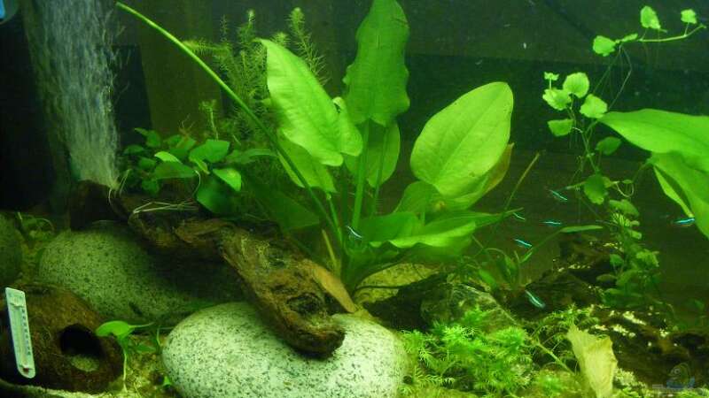 Pflanzen im Aquarium 96 Liters von Martin Schulze (4)