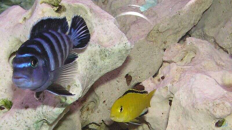 Labidochromis Yellow - hier mit Ps. Demasoni von mbuna-guwo (18)