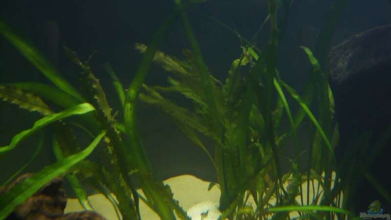 Pflanzen im Aquarium Piranha Becken von lumpi (18)