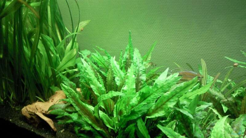 Pflanzen im Aquarium Barschbecken von Inot (3)