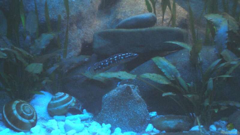 Julidochromis transcriptus Elterntiere (Stand: Sommer 2009) von mawa (6)