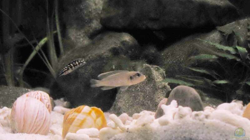 Lamprologus / Julidochromis (Stand: Februar 2010) von mawa (7)