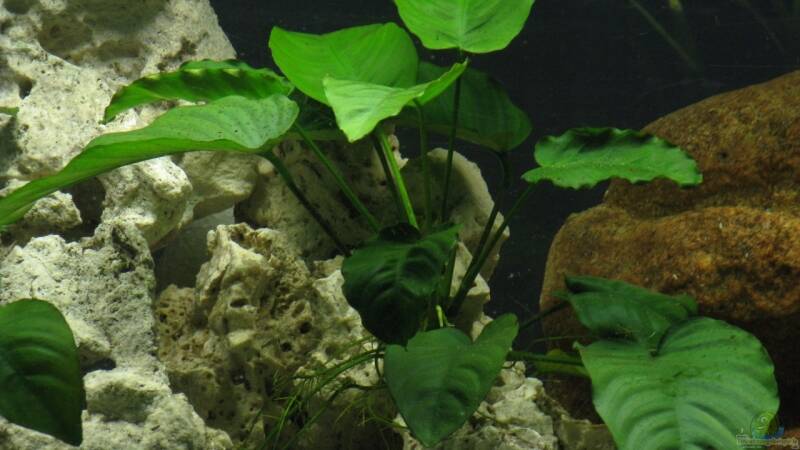 Anubia barteri von ehemaliger User (2)