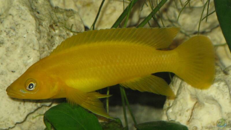 N. leleupi - das große Alpha Männchen - The boss von ehemaliger User (8)