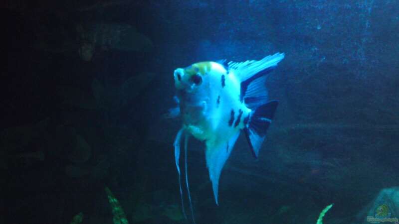 Besatz im Aquarium Mein Becken von Skalar-fan (4)
