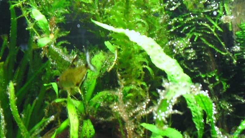 Pflanzen im Aquarium Amazon Inspire von MiCa (5)