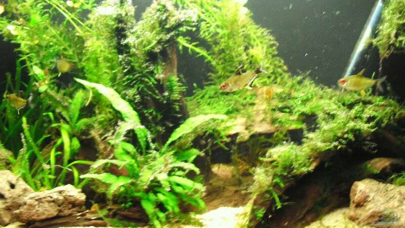 Pflanzen im Aquarium Amazon Inspire von MiCa (6)