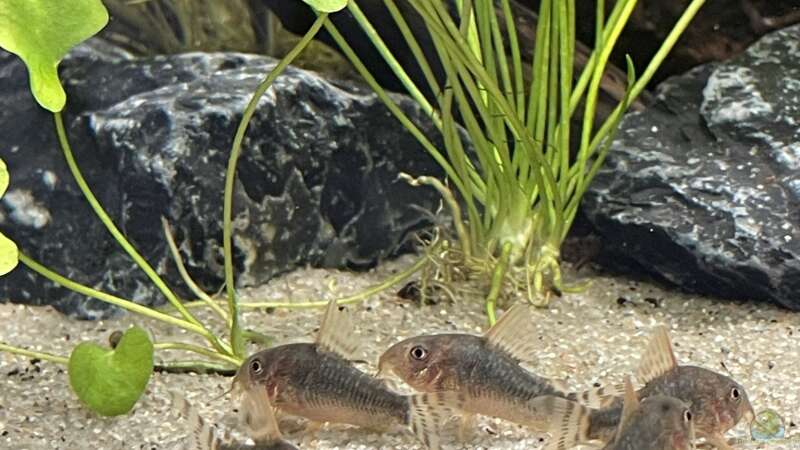 Corydoras gossei im Aquarium halten (Einrichtungsbeispiele mit C. gossei)  - Corydoras-gosseiaquarium