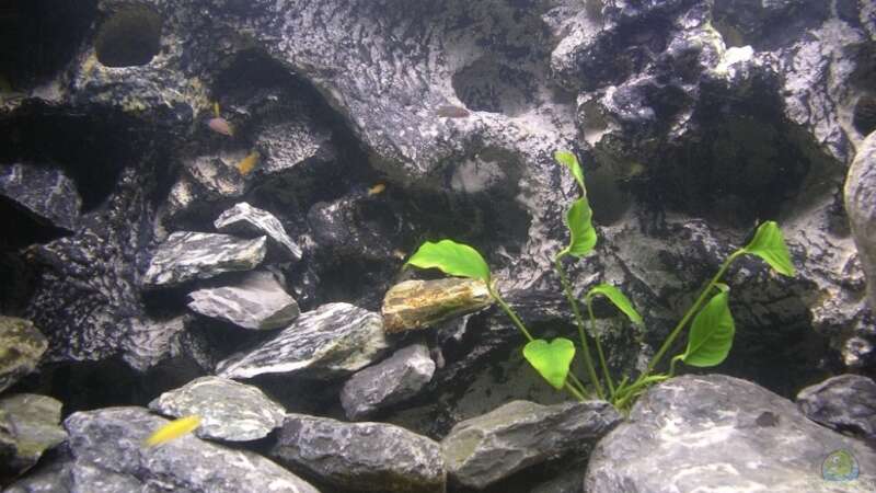 Pflanzen im Aquarium Chilumba School von magunga rock (6)