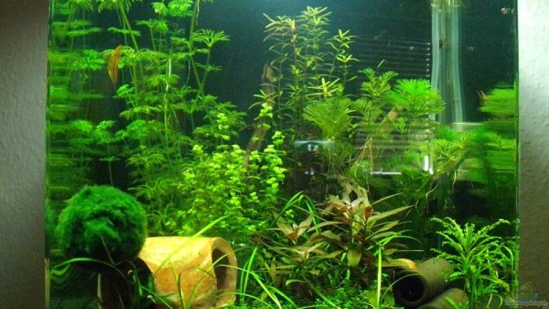 Pflanzen im Aquarium Nano Cube30 von Sebastian Wischnewski (18)