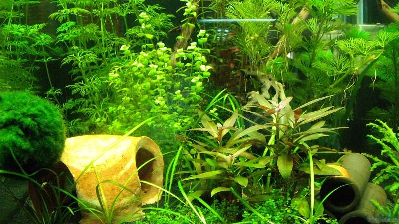 Pflanzen im Aquarium Nano Cube30 von Sebastian Wischnewski (25)