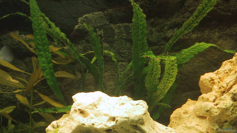Pflanzen im Aquarium Becken 143 von Andrea Dukai (3)