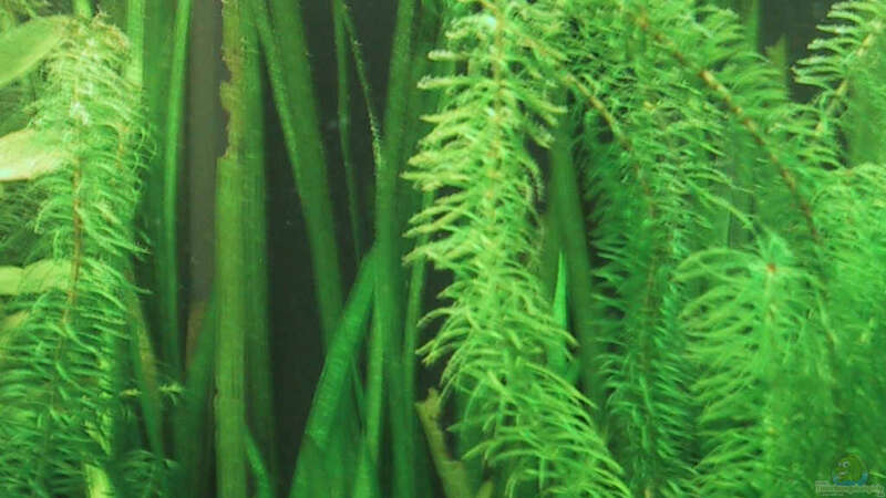 Pflanzen im Aquarium Becken 143 von Andrea Dukai (6)