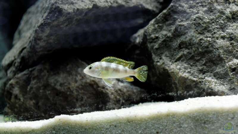 Labidochromis perlmutt von Felsenjunkie (12)