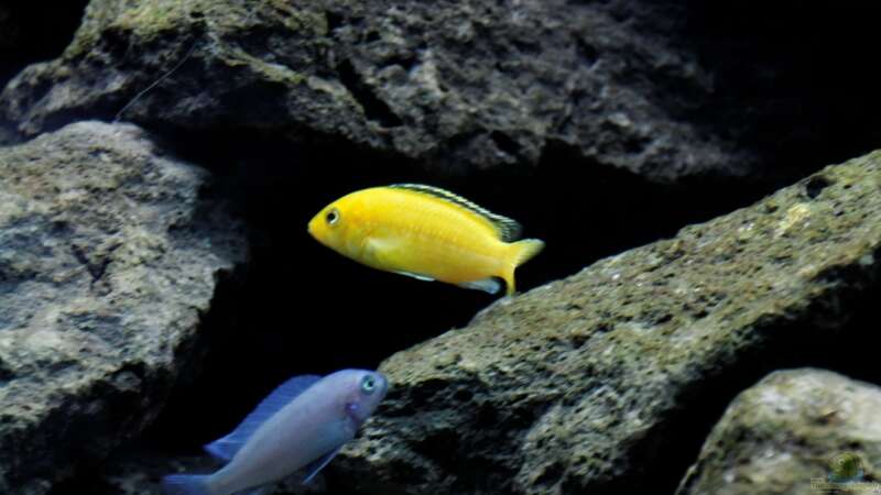 Labidochromis yellow von Felsenjunkie (15)