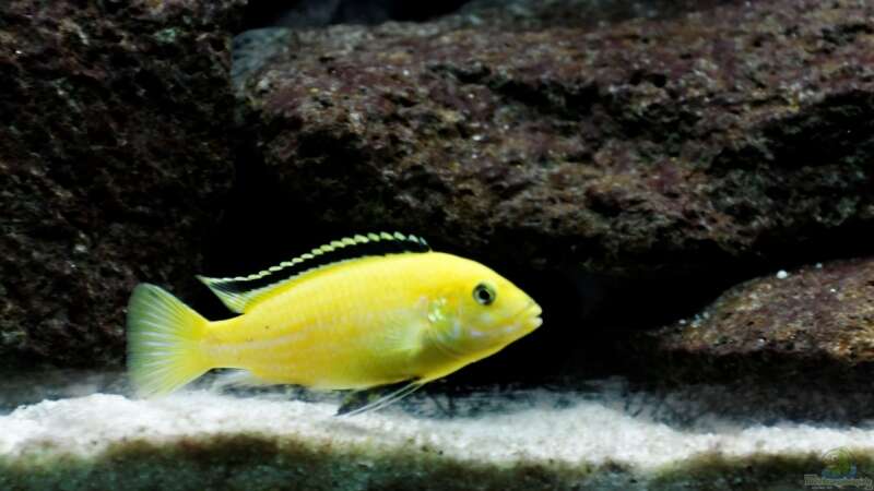 Labidochromis yellow von Felsenjunkie (17)